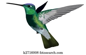 Magnificent Hummingbird Magnificent Hummingbird