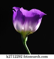 purple tulip 