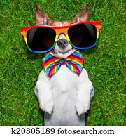 very funny gay dog very funny gay dog
