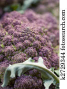 Broccoli Broccoli