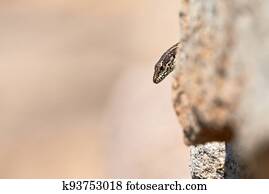 Common wall lizard head peaking