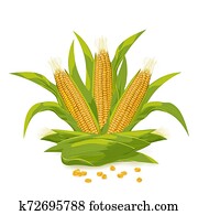 Corn cob and grain logo vector illustration. Corn cob and grain logo vector illustration.