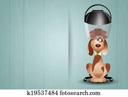 Grooming dogs Grooming dogs