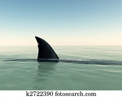 Shark Shark