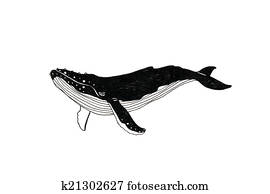 Whale illustration Whale illustration