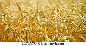 Agriculture Agriculture
