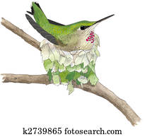 Annas Hummingbird Annas Hummingbird