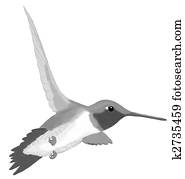 Black-chinned Hummingbird Black-chinned Hummingbird