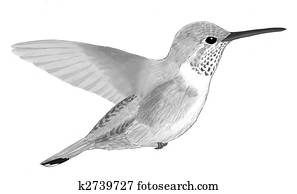 Broad-tailed Hummingbird Broad-tailed Hummingbird
