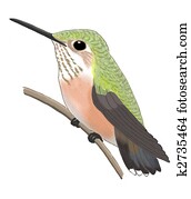 Calliope Hummingbird Calliope Hummingbird