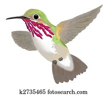 Calliope Hummingbird Calliope Hummingbird