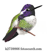 Costas Hummingbird Costas Hummingbird