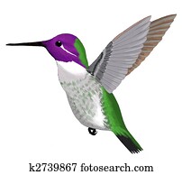 Costas Hummingbird Costas Hummingbird