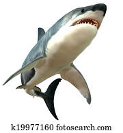 Great White Shark Body Great White Shark Body