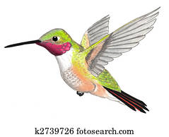 hummingbird amplo-tailed