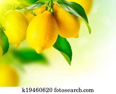 Lemon., maduro, limões, pendurar, um, limão, árvore., crescendo, limão