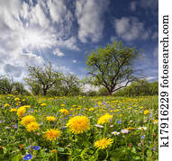 Trocken, land, mit, rissig, gartenerde, und, blumenwiese, weiß