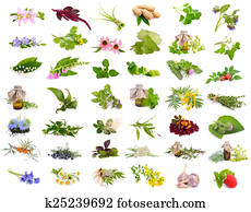 Medicinal plants isolated set. Medicinal plants isolated set.