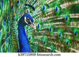 Portrait Of Peacock Portrait Of Peacock