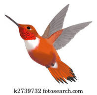 Rufous Hummingbird Rufous Hummingbird