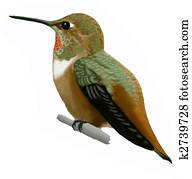 Rufous Hummingbird Rufous Hummingbird