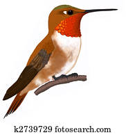 Rufous Hummingbird Rufous Hummingbird