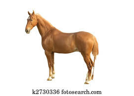 Stock Photography of American Saddlebred horse - standing 155241 - Search Stock Photos, Pictures