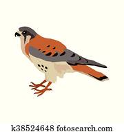 American Kestrel Flat Design Vector Illustration