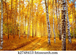 Autumn birch forest Autumn birch forest