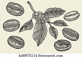 Coffee branch sketch Coffee branch sketch