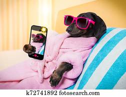 dog spa wellness salon dog spa wellness salon