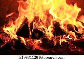 Birke Fotos | 1000+ Birke Stock Bilder | Fotosearch