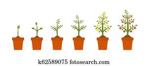Plant growth stages in in ceramic pot. Tree with green leaf and red fruit. Planting vegetables concept presentations on white background. Plant growth stages in in ceramic pot. Tree with green leaf and red fruit. Planting vegetables concept presentations on white background.