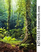 Tropical Rainforest. Tropical Rainforest.
