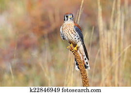 American kestrel sitting on a mullein