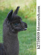 Baby Llama Baby Llama