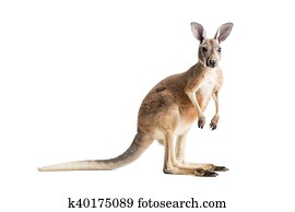 canguru vermelho, branco