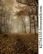 Foggy autumn 
