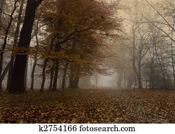 Foggy autumn 