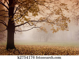 Foggy autumn