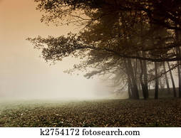 Foggy autumn 