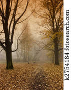 Foggy autumn