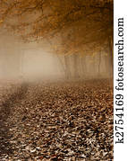 Foggy autumn 