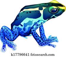 Poison dart frog