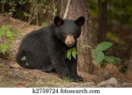 young black bear young black bear
