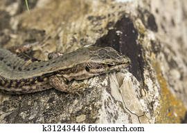 Common wall lizard from Germany