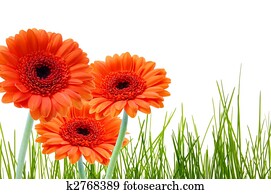 grass flower and copyspace