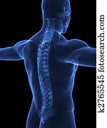 Human spine in xray Human spine in xray