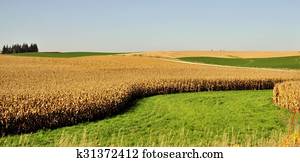 Midwestern Corn Midwestern Corn