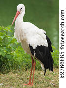 Stork